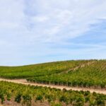 Consulenze agrotecniche per la valorizzazione degli spazi agricoli in Sardegna