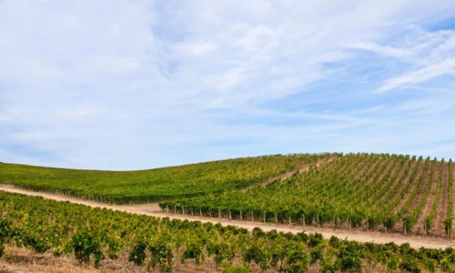 Consulenze agrotecniche per la valorizzazione degli spazi agricoli in Sardegna