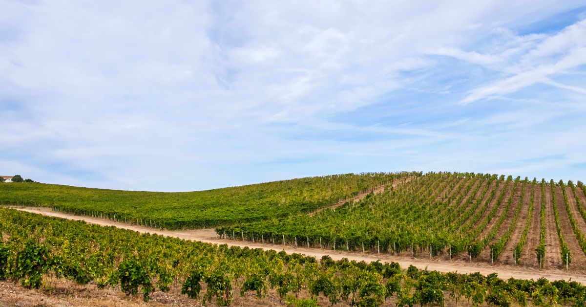 Consulenze agrotecniche per la valorizzazione degli spazi agricoli in Sardegna